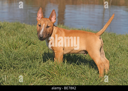 Bull Terrier puppy, 14 weeks old, standing on a meadow, sideways Stock Photo