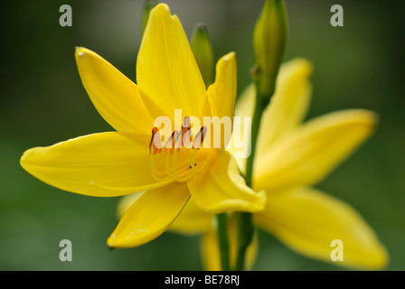 Yellow Day Lilies (Hemerocallis), Fischbachau, Upper Bavaria, Germany, Europe Stock Photo