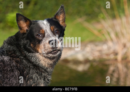 Portrait of an Australian Cattle Dog Stock Photo