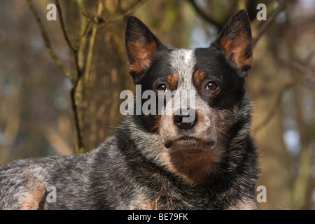 Portrait of an Australian Cattle Dog Stock Photo