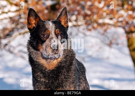 Portrait of an Australian Cattle Dog in snow Stock Photo