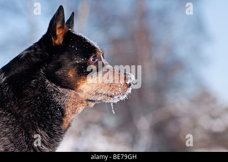 Portrait of an Australian Cattle Dog in snow Stock Photo