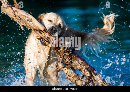 Golden Retriever playing with a big stick Stock Photo