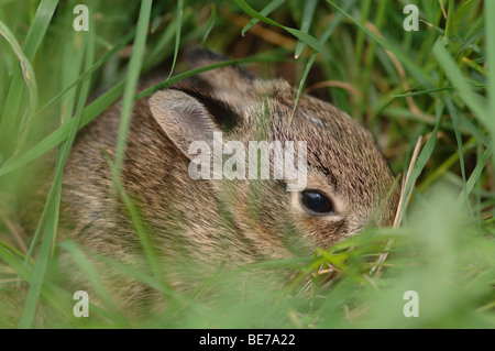Young brush rabbit (Sylvilagus bachmani) hiding in grass Stock Photo