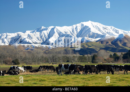 Dairy Cows and Snow-capped Mountains near Geraldine, Mid Canterbury, South Island, New Zealand Stock Photo