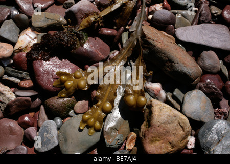 Pieces of seaweed and algae on a rocky wet beach Stock Photo