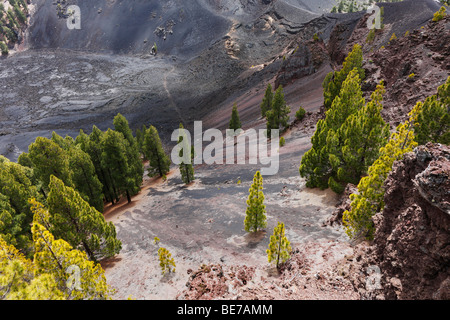 Pine on volcanic soil on the San Juan volcano, Cumbre Vieja, 'Ruta de los Volcanes, Volcano Route, La Palma, Canary Islands, Sp Stock Photo