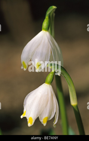 Spring Snowflake (Leucojum vernum) Stock Photo