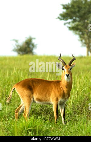 Kob (Kobus kob thomasi) in Murchison Falls National Park in Uganda. Stock Photo