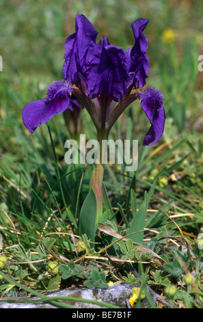 Dwarf Iris (Iris pumila), blue type Stock Photo