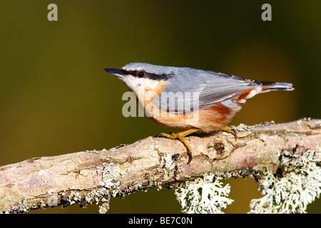 Eurasian Nuthatch (Sitta europaea) perched on a lichen-covered branch Stock Photo