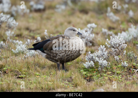 Blue-winged goose (Cyanochen cyanoptera), Sanetti plateau, Bale Mountains National Park, Ethiopia Stock Photo