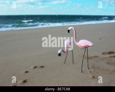 Flamingos on the beach Stock Photo - Alamy