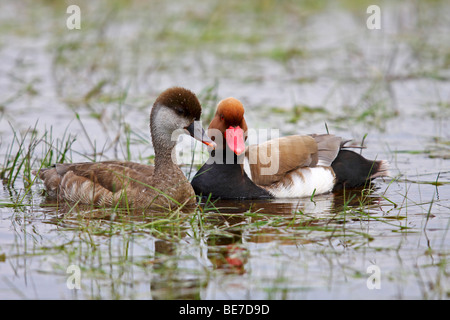 Red-crested Pochard (Netta rufina), male and female, performing courtship display, Neusiedlersee Lake, Burgenland, Austria, Eur Stock Photo