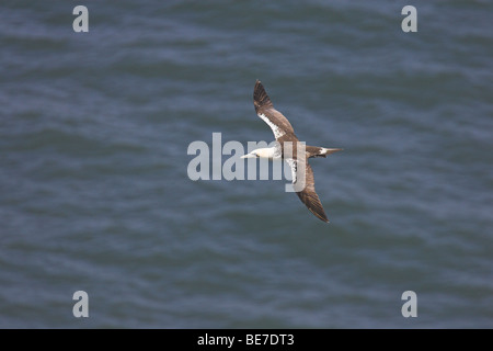 Northern Gannet Morus bassanus in flight at Bempton Cliffs, Yorkshire, UK in June. Stock Photo