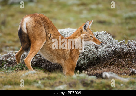 Ethiopian wolf (Canis simensis) hunting mole rats, Sanetti Plateau, Bale Mountains National Park, Ethiopia Stock Photo