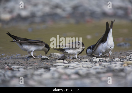 Common House Martin Delichon urbica drinking from freshwater pool on footpath at Seahouses, Northumberland, UK in June. Stock Photo