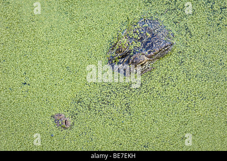 American Alligator in water covered with duckweed Stock Photo