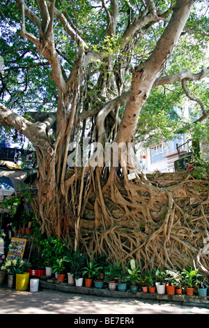 Chinese Banyan fig (Ficus microcarpa), old tree, Stanley Bay, Hong Kong, Hong Kong, China, Asia Stock Photo