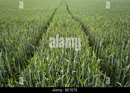 Cornfield Stock Photo