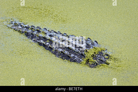 Back of an American Alligator in water covered with duckweed Stock Photo