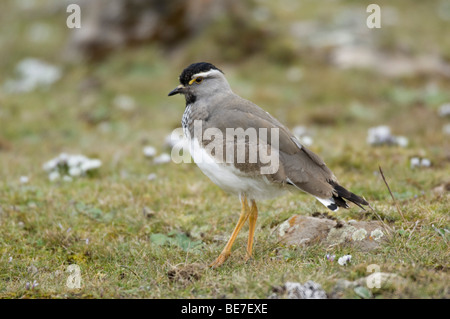 Spot-breasted lapwing, Vanellus melanocephalus, Sanetti plateau, Bale Mountains National Park, Ethiopia Stock Photo