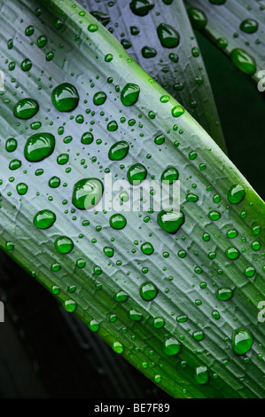 Leaves of a Kaffir Lily or Bush Lily (Clivia miniata) with water drops