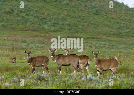 Mountain Nyala (Tragelaphus buxtoni), Bale Mountains National Park, Ethiopia Stock Photo