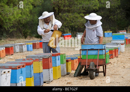 Beekeepers collecting honey from colourful beehives situated close to pine trees in Sithonia northern Greece Stock Photo