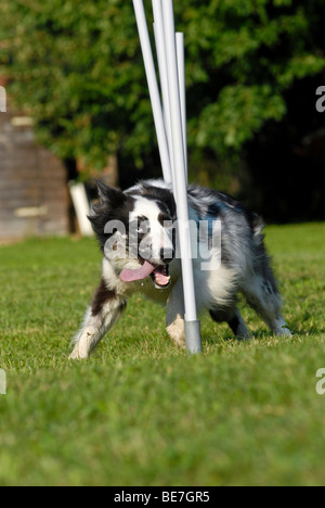 Border Collie doing an agility-slalom Stock Photo