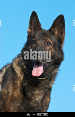 German shepherd dog, portrait Stock Photo