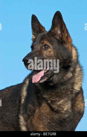 German shepherd dog, portrait Stock Photo