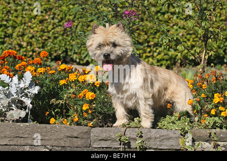 Cairn Terrier standing on a wall Stock Photo
