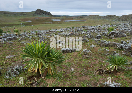 Afro-alpine moorland at 4000m altitude, Sanetti plateau, Bale Mountains ...