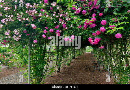 Tunnel through climbing roses. Heirloom Gardens. St. Paul, Oregon Stock Photo