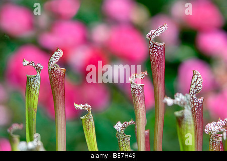 Pitcher Plant (Sarracenia), Hughes Water Gardens. Oregon Stock Photo