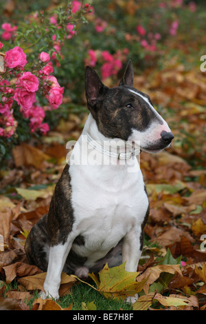 Miniature Bull Terrier sitting in autumn leaves Stock Photo