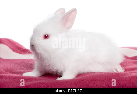 Brown baby rabbit, 5 weeks old in front of a white background, studio shot Stock Photo