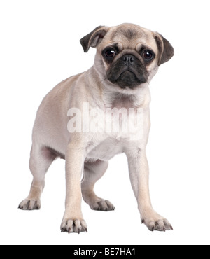 Portrait of Pug, 4 years old, standing in front of a white background Stock Photo