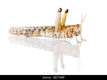 Side view of Desert Locust, Schistocerca gregaria, in front of white background, studio shot Stock Photo