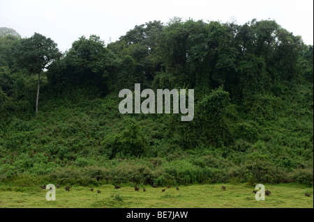 Troop of Olive baboon ( Papio cynocephalus anubis), Harenna forest, Bale Mountains National Park, Ethiopia Stock Photo