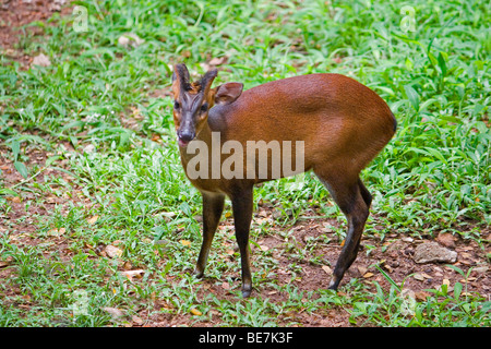 Barking deer Stock Photo