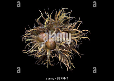 Hazelnuts of a Turkish Hazel tree (Corylus colurna) wrapped in their characteristic involucre of bracts. Stock Photo