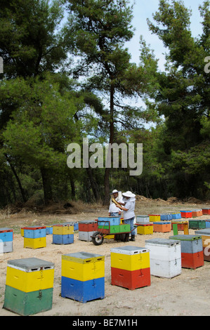 Beekeepers collecting honey from colourful beehives situated close to pine trees in Sithonia northern Greece
