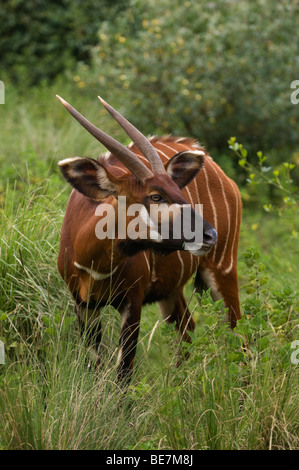 Bongo, Tragelaphus euryceros, Mount Kenya, Kenya Stock Photo