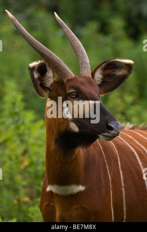 Bongo, Tragelaphus euryceros, Mount Kenya, Kenya Stock Photo