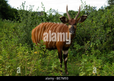 Bongo, Tragelaphus euryceros, Mount Kenya, Kenya Stock Photo