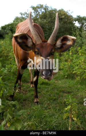 Bongo, Tragelaphus euryceros, Mount Kenya, Kenya Stock Photo