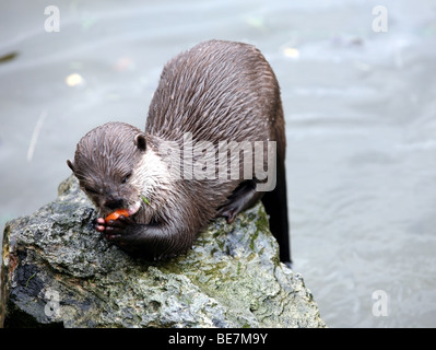 Asian short clawed otter at Escot country estate East Devon Stock Photo