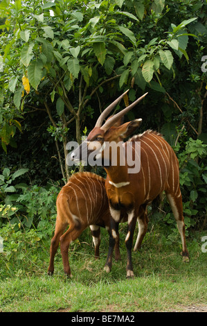 Bongo, Tragelaphus euryceros, Mount Kenya, Kenya Stock Photo